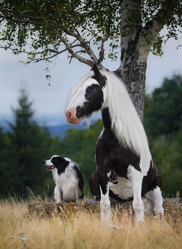 18 animaux qui se ressemblent comme 2 gouttes d'eau ! | So Busy Girls