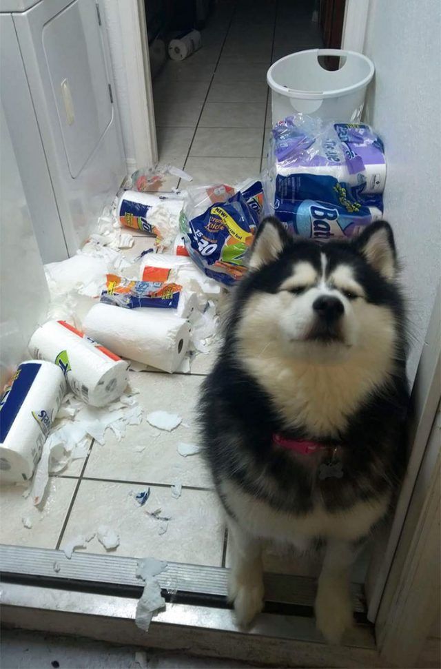 16 moments où des gens ont laissé leur animal seul, mais l'ont très vite regretté | So Busy Girls