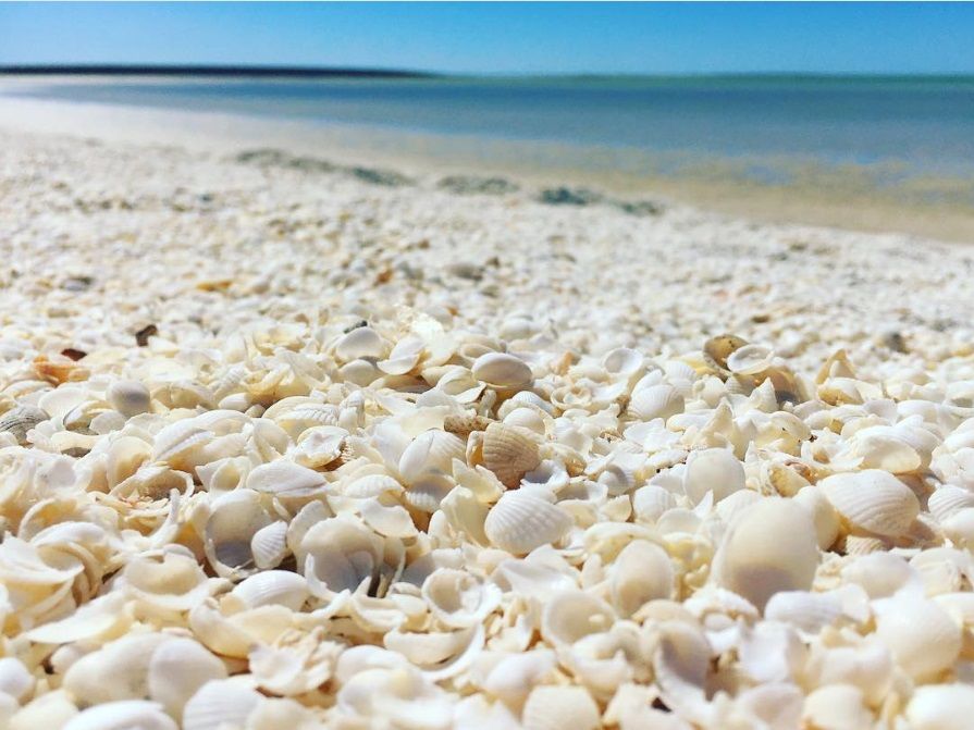 Cette plage australienne est entièrement recouverte de coquillages | So Busy Girls