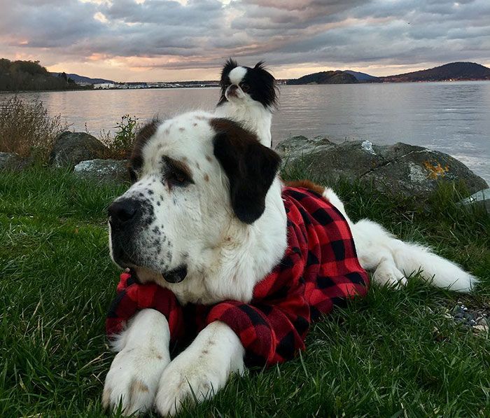 Ce petit chien se fait transporter partout sur le dos ce grand Saint Bernard | So Busy Girls