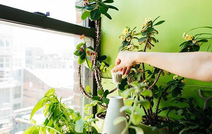 Cette jeune femme a planté plus de 500 plantes dans son appartement new-yorkais et l'a transformé en vrai jungle d'intérieur | So Busy Girls