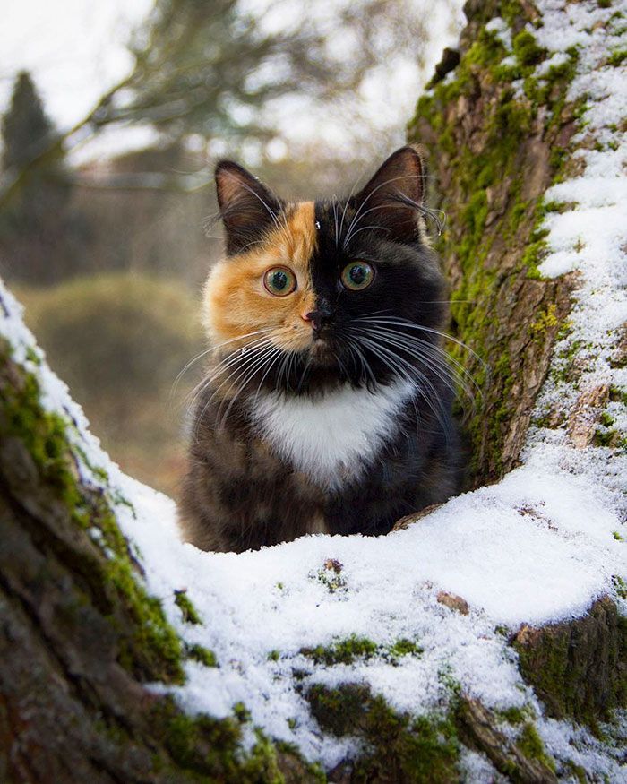 Voici Yana, l'adorable chatte aux deux visages qui va vous faire craquer ! | So Busy Girls