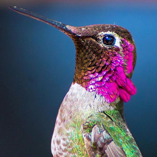 Une amoureuse de la nature capture la beauté des colibris dans son jardin | So Busy Girls