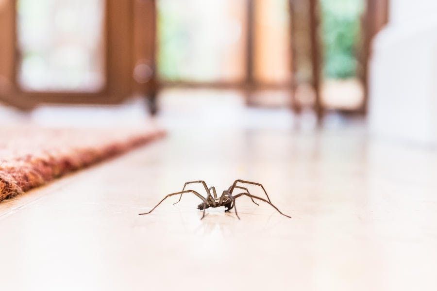 Cette astuce naturelle permet d'éloigner efficacement les araignées | So Busy Girls