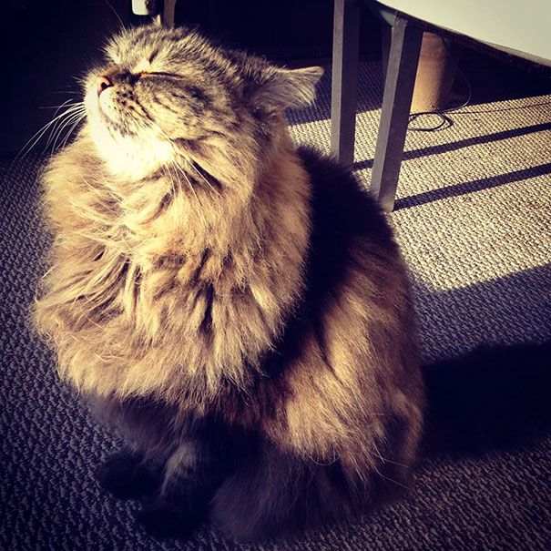 30 chats qui adorent la chaleur | So Busy Girls