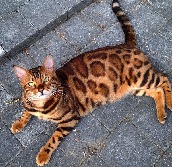 Découvrez Thor, le chat du Bengale qui a le plus beau pelage qui soit | So Busy Girls