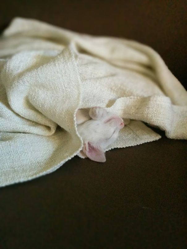 30 chats qui adorent la chaleur | So Busy Girls