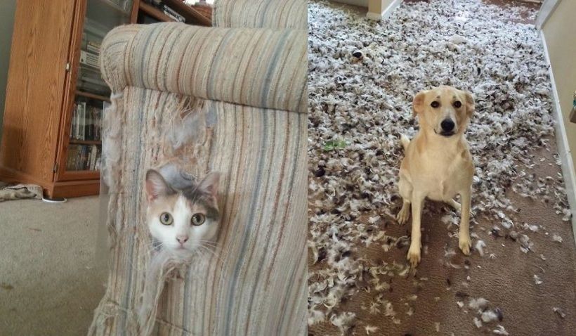 16 moments où des gens ont laissé leur animal seul, mais l'ont très vite regretté | So Busy Girls