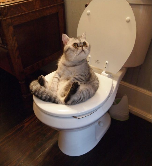 21 photos des plus beaux chats : vous n'allez pas pouvoir leur résister ! | So Busy Girls