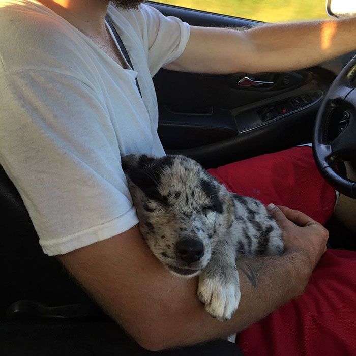 Ces 16 photos de chiens qui viennent de se faire adopter vont vous donner envie d'en recueillir un vous aussi ! | So Busy Girls
