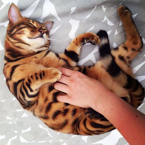 Découvrez Thor, le chat du Bengale qui a le plus beau pelage qui soit | So Busy Girls