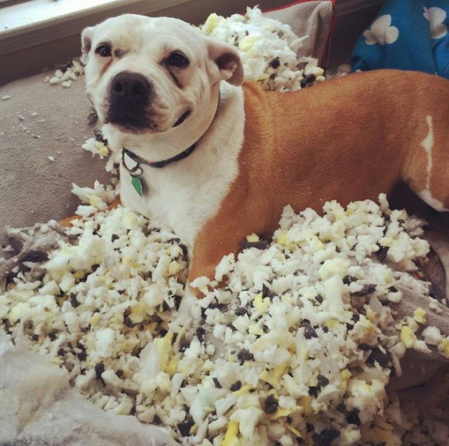 16 moments où des gens ont laissé leur animal seul, mais l'ont très vite regretté | So Busy Girls