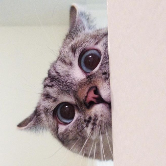 Nala, le chat le plus célèbre d'Instagram, nous fera toujours sourire | So Busy Girls