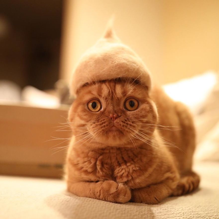 13 chats avec des chapeaux sur la tête faits de leurs propres poils | So Busy Girls