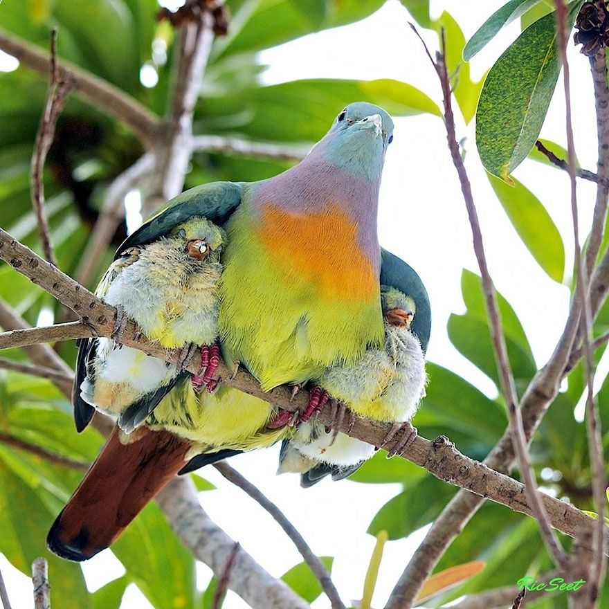 17 animaux adorables qui pourront toujours compter sur l'amour de leur mère | So Busy Girls