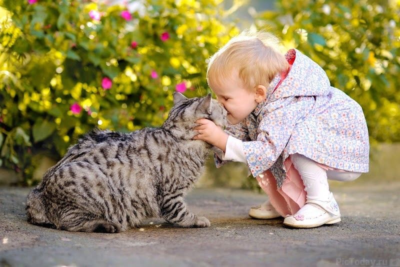 Les scientifiques ont enfin expliqué pourquoi les chats nous permettent de vivre plus longtemps | So Busy Girls