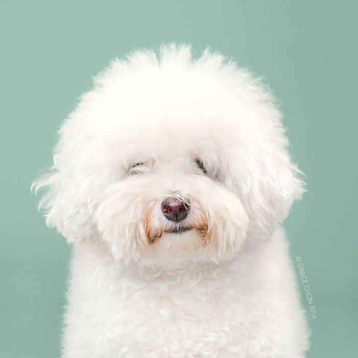 8 photos de chiens avant et après leur passage chez le toiletteur | So Busy Girls