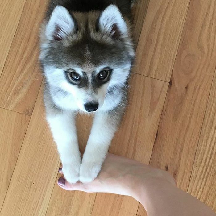 Découvrez Norman, le bébé husky tellement mignon qu'il va vous faire craquer ! | So Busy Girls