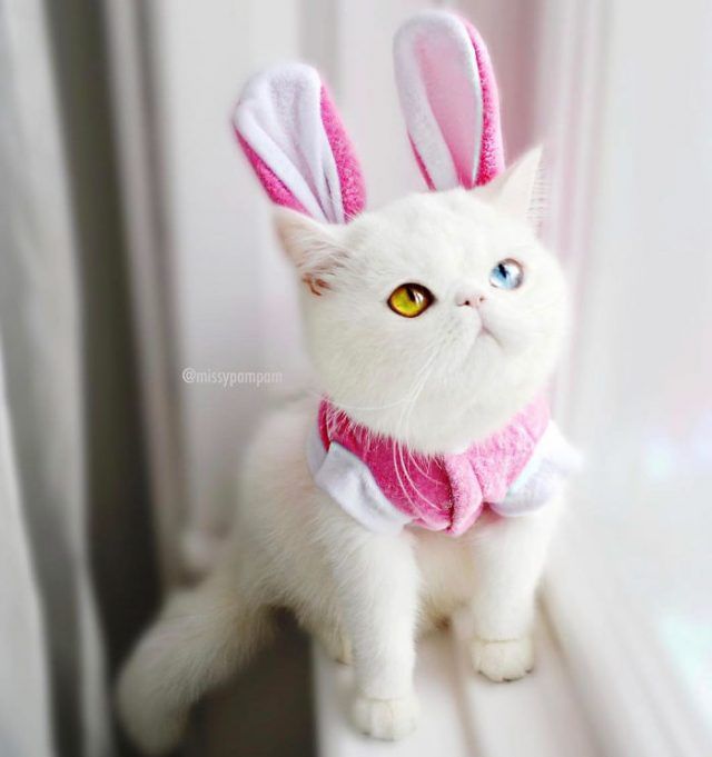 Découvrez Pam Pam, un tout petit chaton avec des yeux vairons qui vous hypnotiseront | So Busy Girls