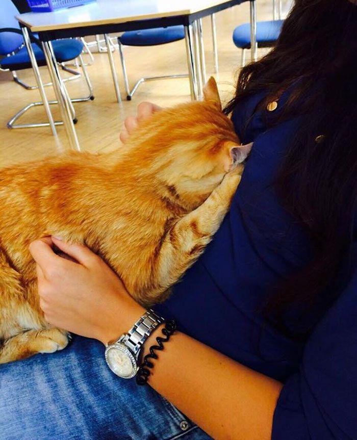 Ce chat vient tous les jours à l'Université pour encourager les étudiants en leur faisant des câlins | So Busy Girls