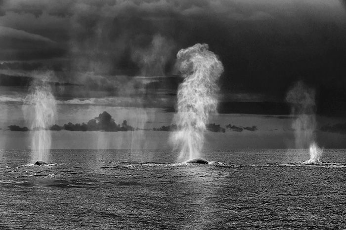 Ce photographe a passé 25 ans à montrer la beauté majestueuse des dauphins et des baleines | So Busy Girls
