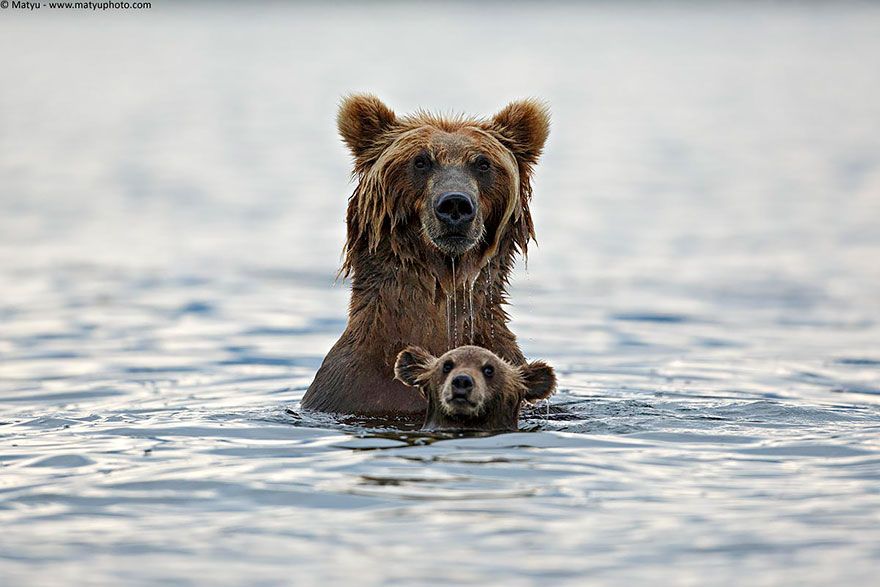 Ces mamans ourses et leur ourson sont vraiment trop mignons ! | So Busy Girls