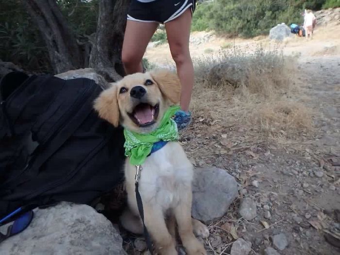 Ces 16 photos de chiens qui viennent de se faire adopter vont vous donner envie d'en recueillir un vous aussi ! | So Busy Girls
