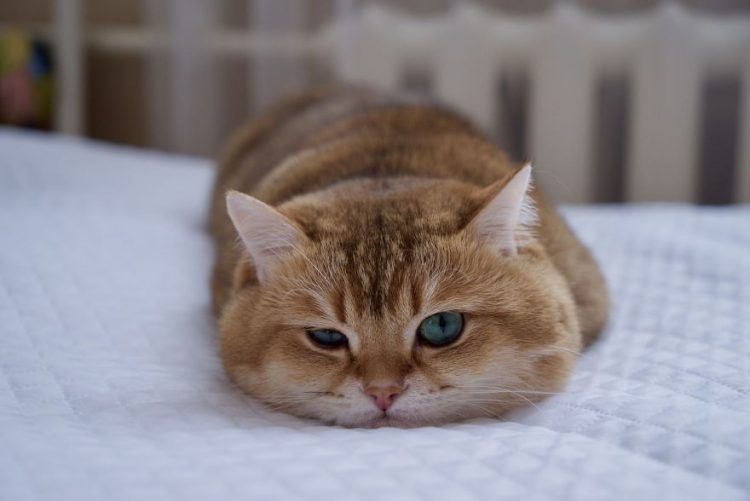 Découvrez Hosico, le Chat botté en chair et en os ! | So Busy Girls