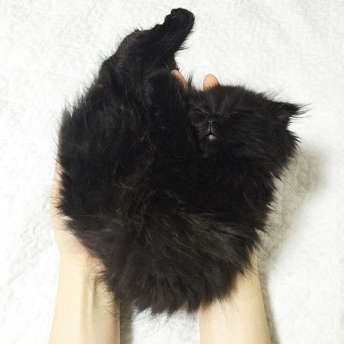 Impossible de ne pas craquer pour Gimo, le chat aux yeux immenses et trop mignons | So Busy Girls