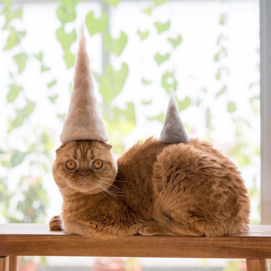 13 chats avec des chapeaux sur la tête faits de leurs propres poils | So Busy Girls