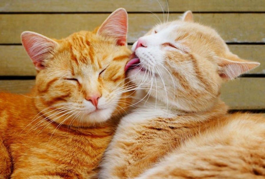 Il est temps de te faire une petite toilette ! | So Busy Girls
