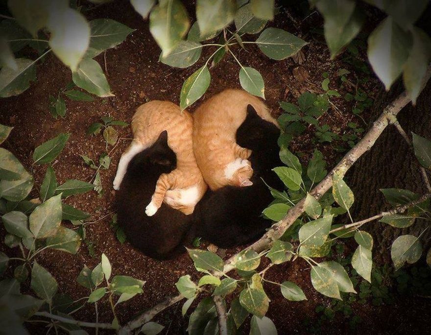 Double Yin et Yang | So Busy Girls