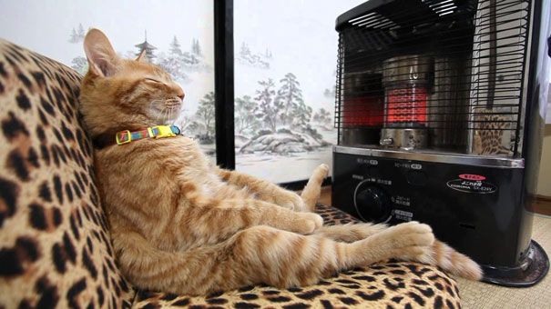 30 chats qui adorent la chaleur | So Busy Girls