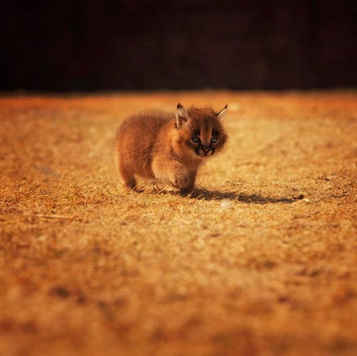 Ces 10 bébés caracals sont tellement mignons qu'ils vont vous faire fondre ! | So Busy Girls