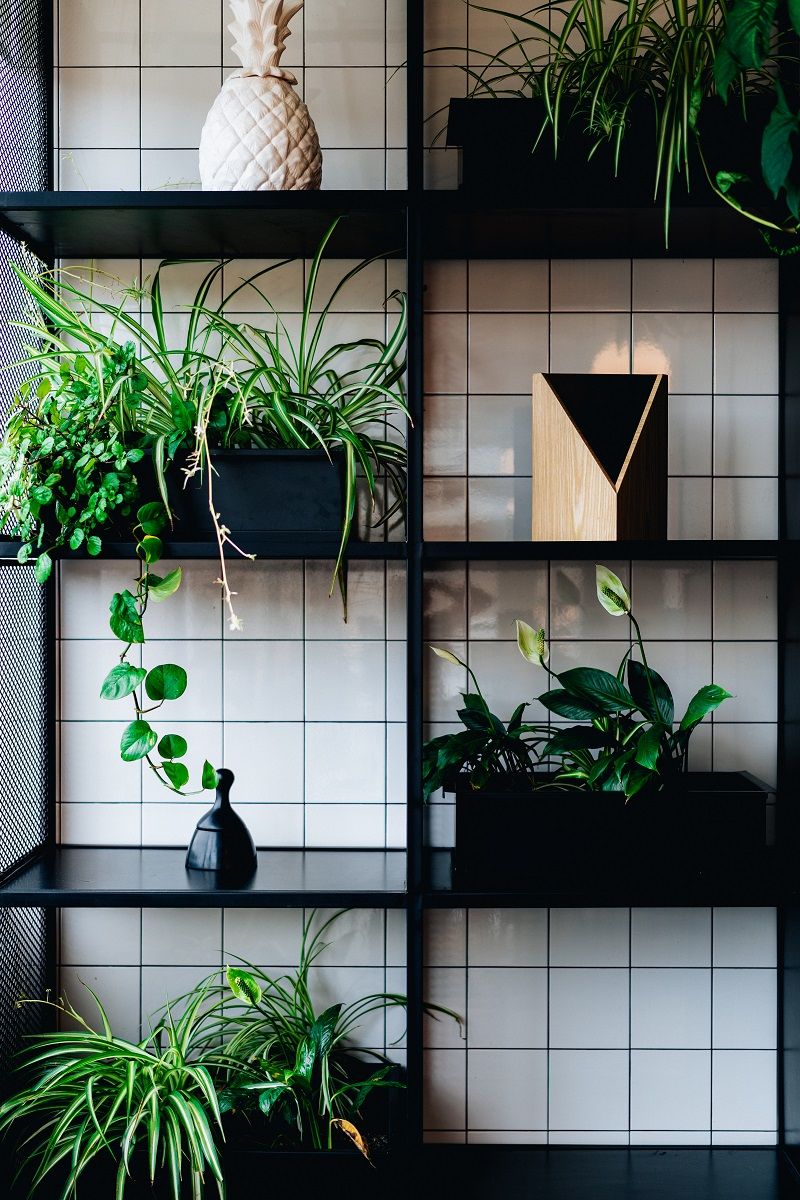 etageres-plante-verte