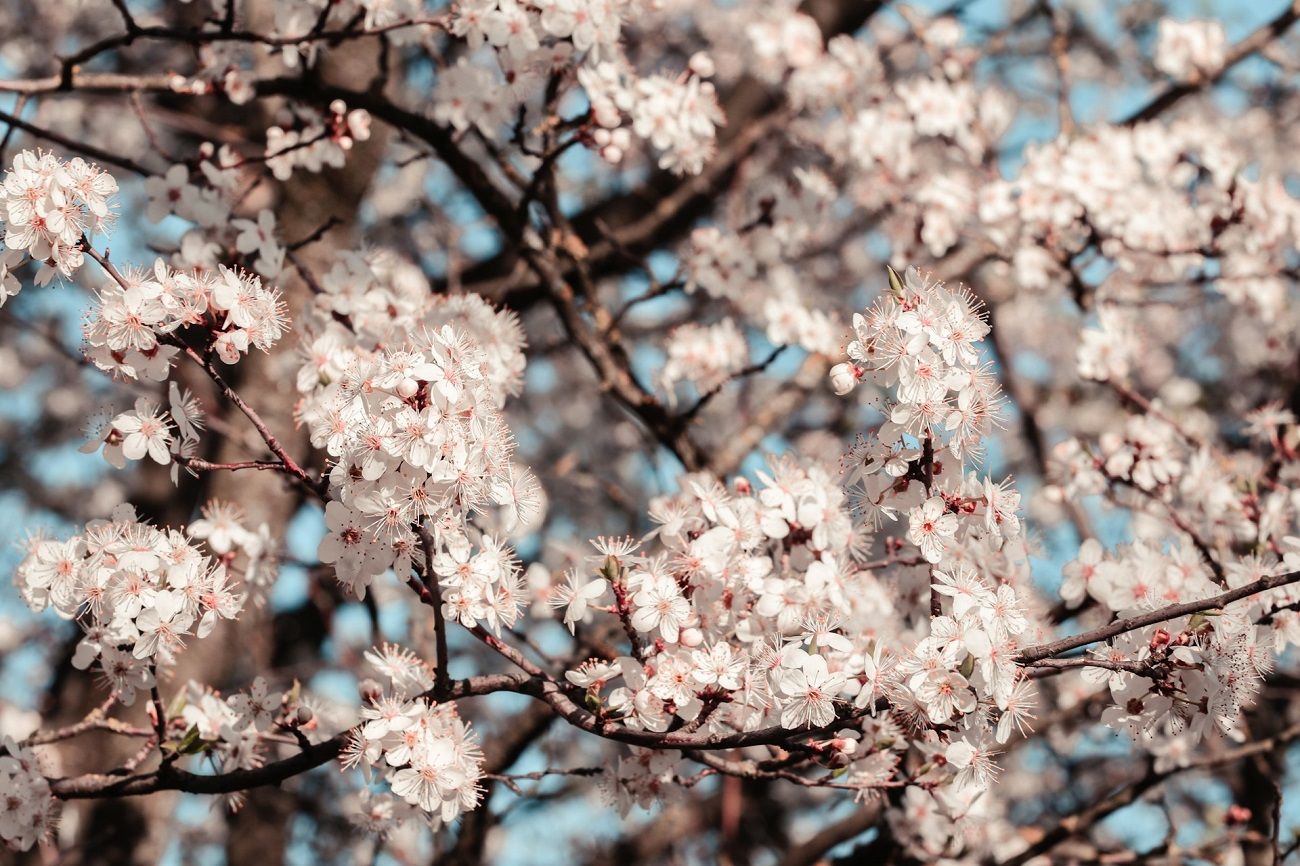 Les ruptures augmentent au printemps.