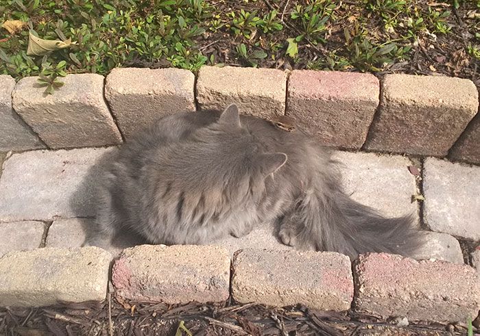 Mon chat est devenu copain avec un écureuil et depuis, ils n'arrêtent pas de se faire des câlins ! | So Busy Girls