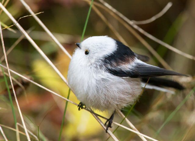 15 animaux tout ronds qui rouleront vers votre coeur illico | So Busy Girls