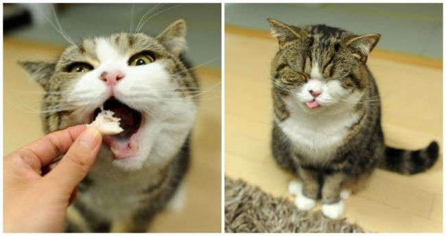 21 photos des plus beaux chats : vous n'allez pas pouvoir leur résister ! | So Busy Girls