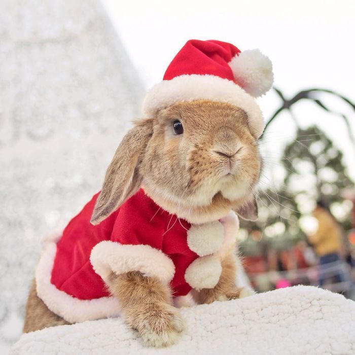 Découvrez PuiPui, le lapin le plus stylé du monde ! | So Busy Girls