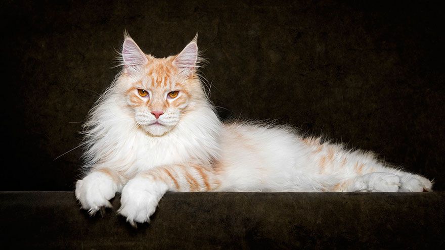 12 photos qui révèlent la beauté majestueuse des Maine Coons | So Busy Girls
