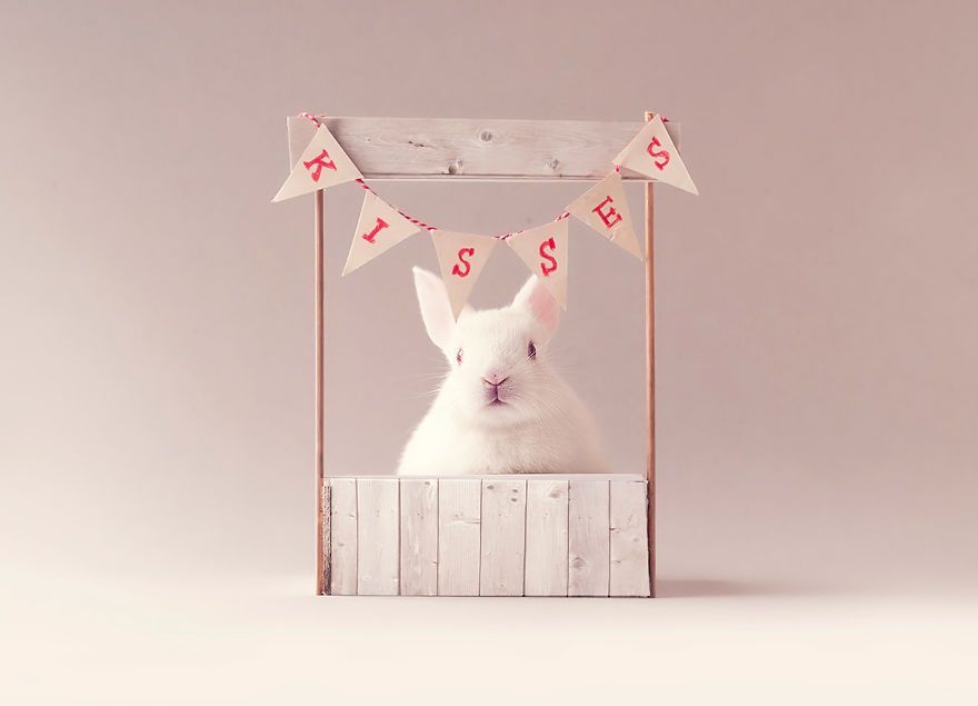 Ce bébé lapin est tellement mignon que vous allez vouloir le même ! | So Busy Girls