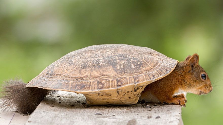 L'écureuil qui se prend pour une tortue | So Busy Girls