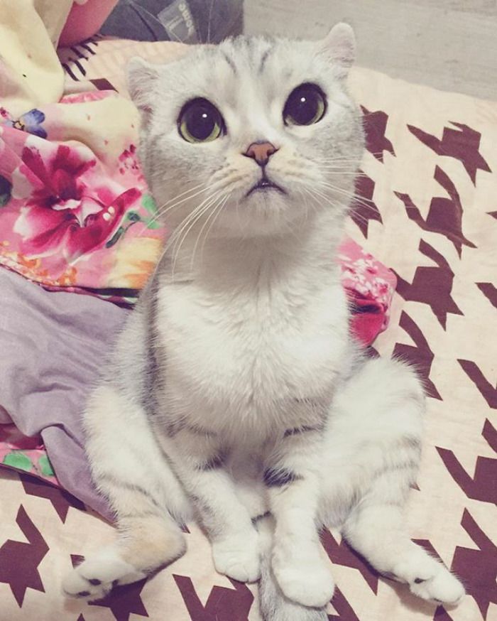 Découvrez Hana, le chat aux grands yeux ronds qui fait fondre le coeur des Instagramers | So Busy Girls