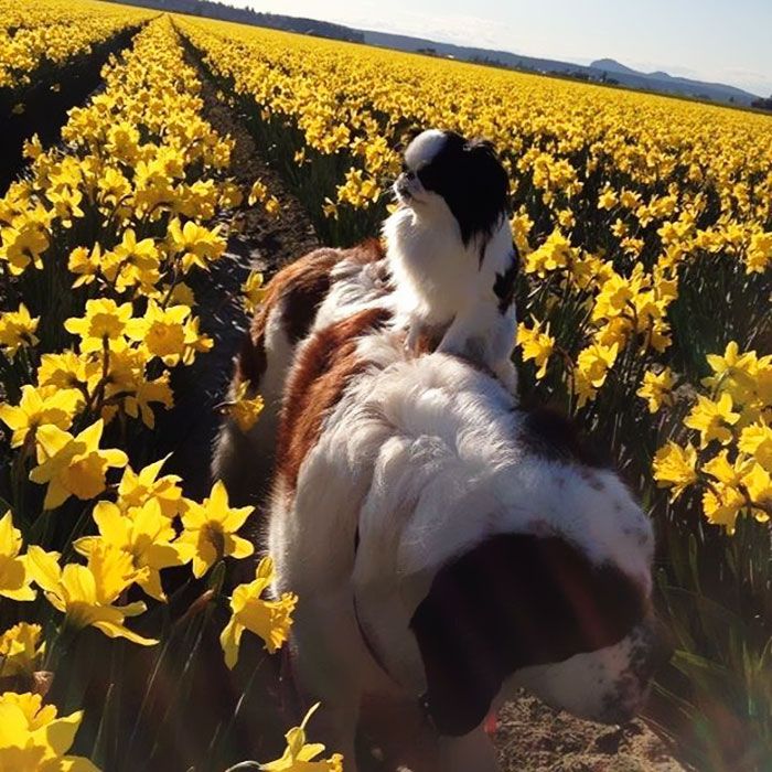 Ce petit chien se fait transporter partout sur le dos ce grand Saint Bernard | So Busy Girls
