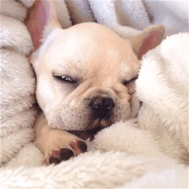 Découvrez Milo, le bulldog narcoleptique qui va vous faire sourire illico ! | So Busy Girls