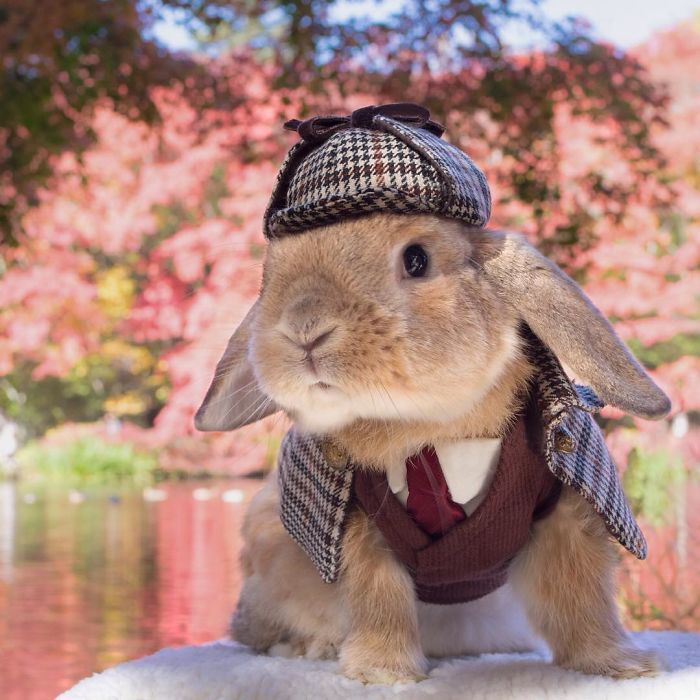 Découvrez PuiPui, le lapin le plus stylé du monde ! | So Busy Girls