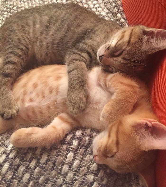 Ces 2 chatons adoptés sont inséparables et ne peuvent pas s'empêcher de le montrer ! | So Busy Girls