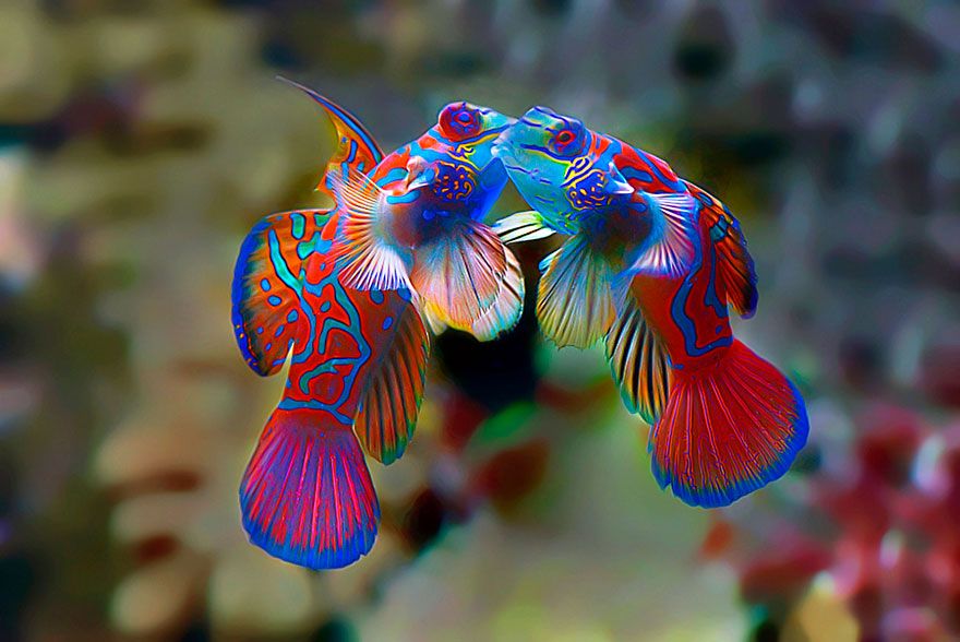 Des poissons magnifiques et colorés qui se font un baiser | So Busy Girls