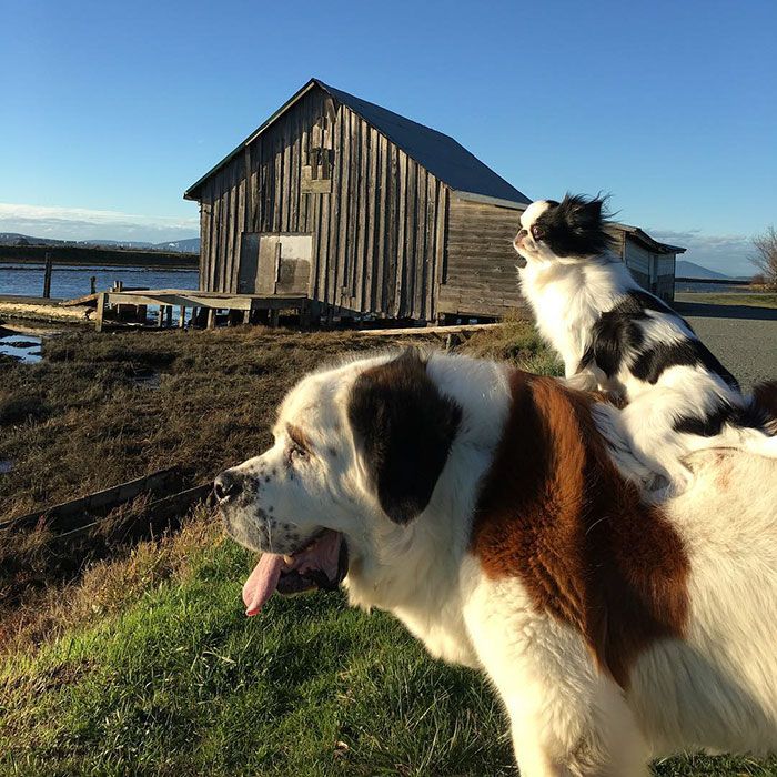 Ce petit chien se fait transporter partout sur le dos ce grand Saint Bernard | So Busy Girls